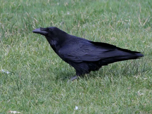 ニーチェ / CROWS Crows and shrikes | Kent Wildlife Trust
